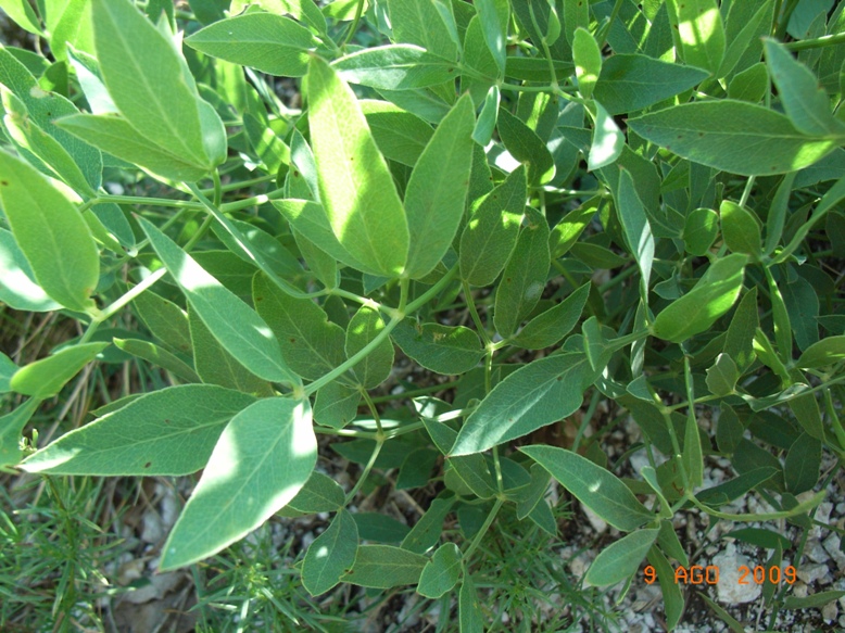 Siler montanum subsp. garganicum (=Laserpitium siler ssp.garagnicum)
